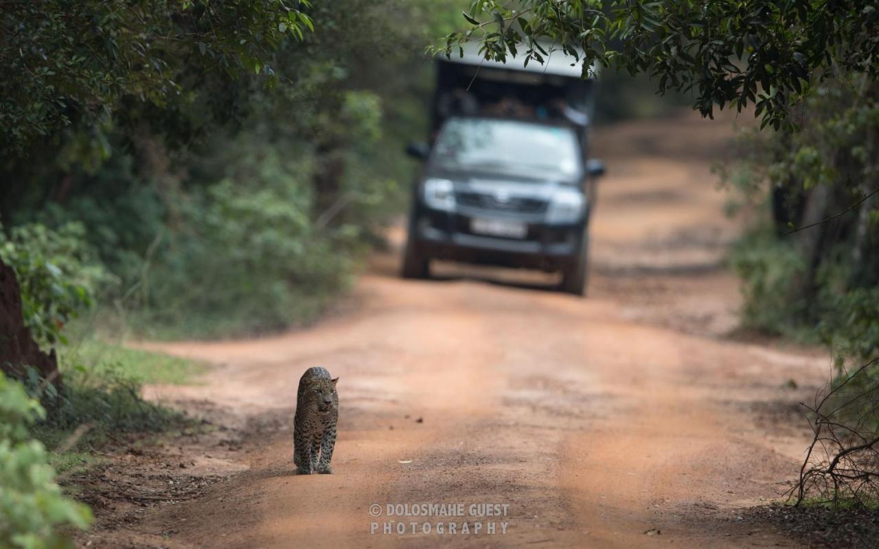 Wilpattu Dolosmahe Extérieur photo