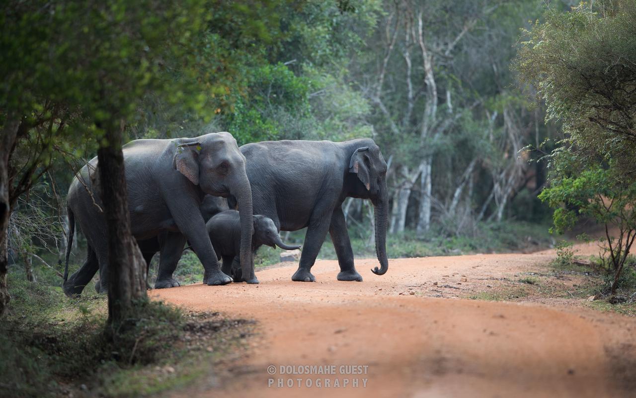 Wilpattu Dolosmahe Extérieur photo